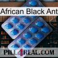 African Black Ant viagra2